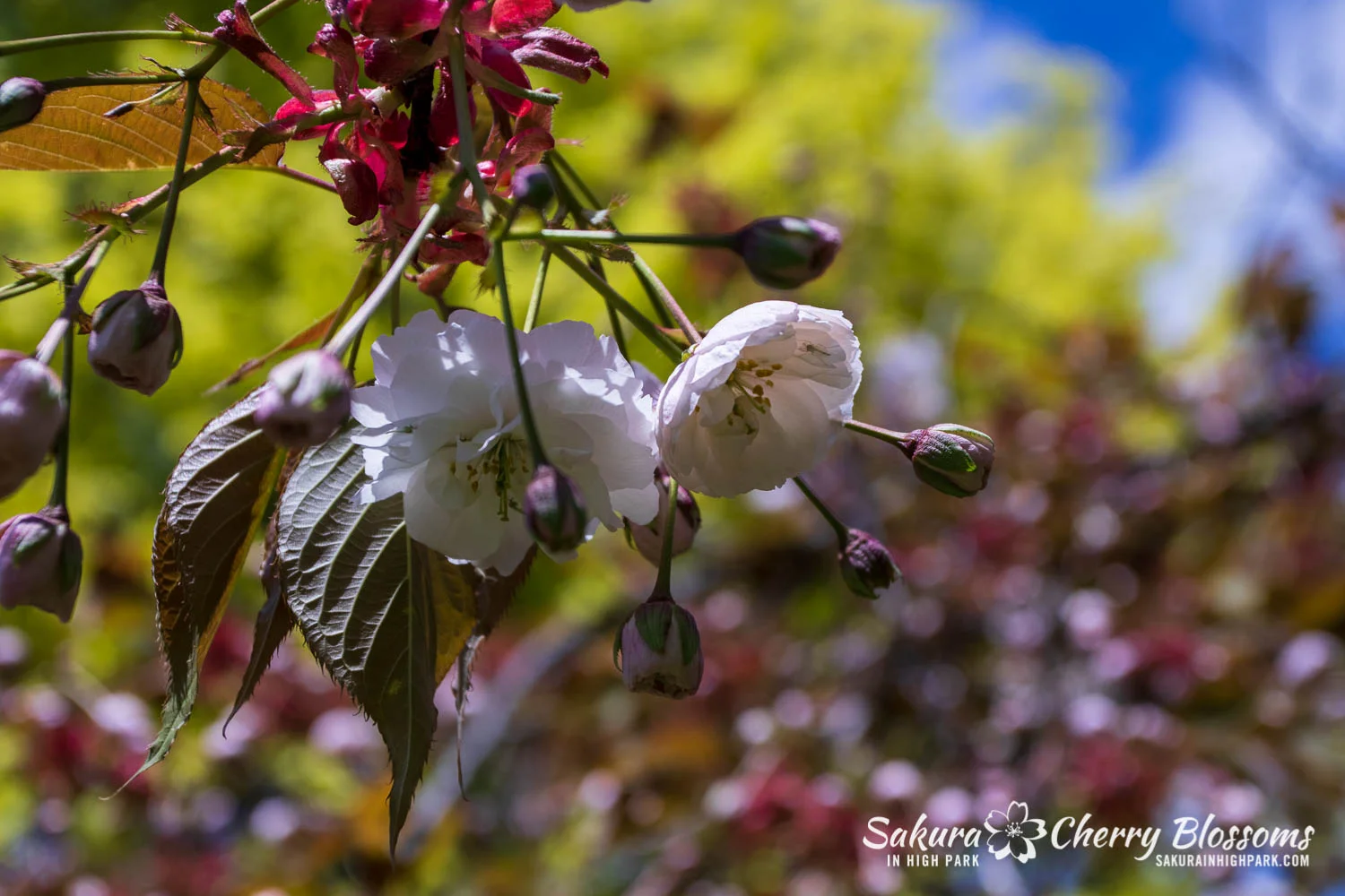 Sakura Watch May 24, 2019 - Fugenzo blossoms are now in